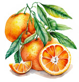 Pomarańcze ilustracja