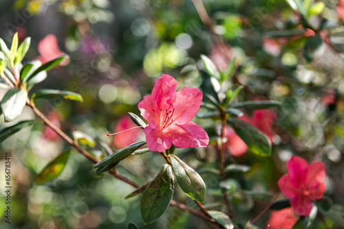 Isolated azaleas blooming in the sunshine at the Ravine Gardens State Park photo