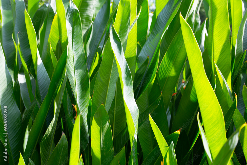 Obraz premium Heliconia psittacorum plant in the garden