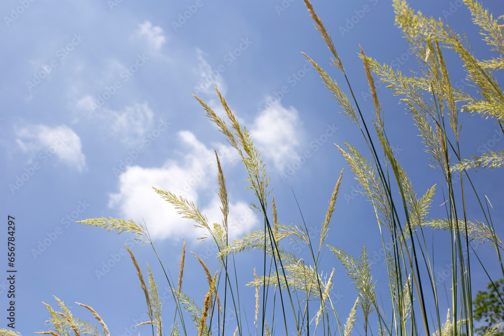 Obraz premium Grass flowers with blue sky