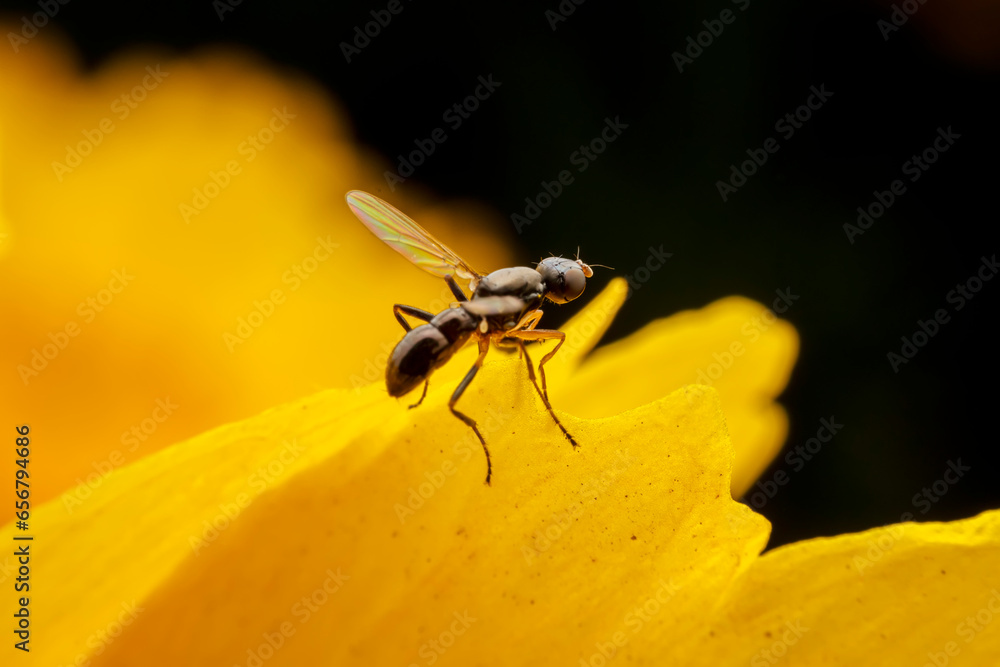 sepsidae inhabit the leaves of wild plants sepsidae inhabit the leaves of wild plants