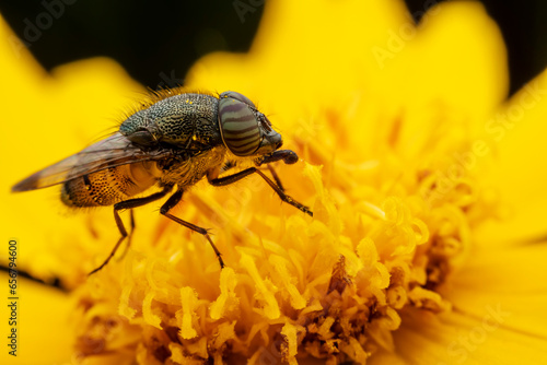Flies feed on nectar on yellow flowers