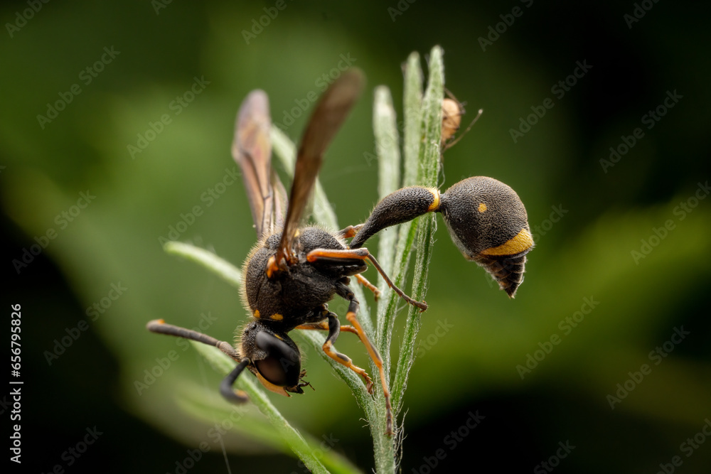 parasitic wasp inhabits the leaves of wild plants parasitic wasp inhabits the leaves of wild plants