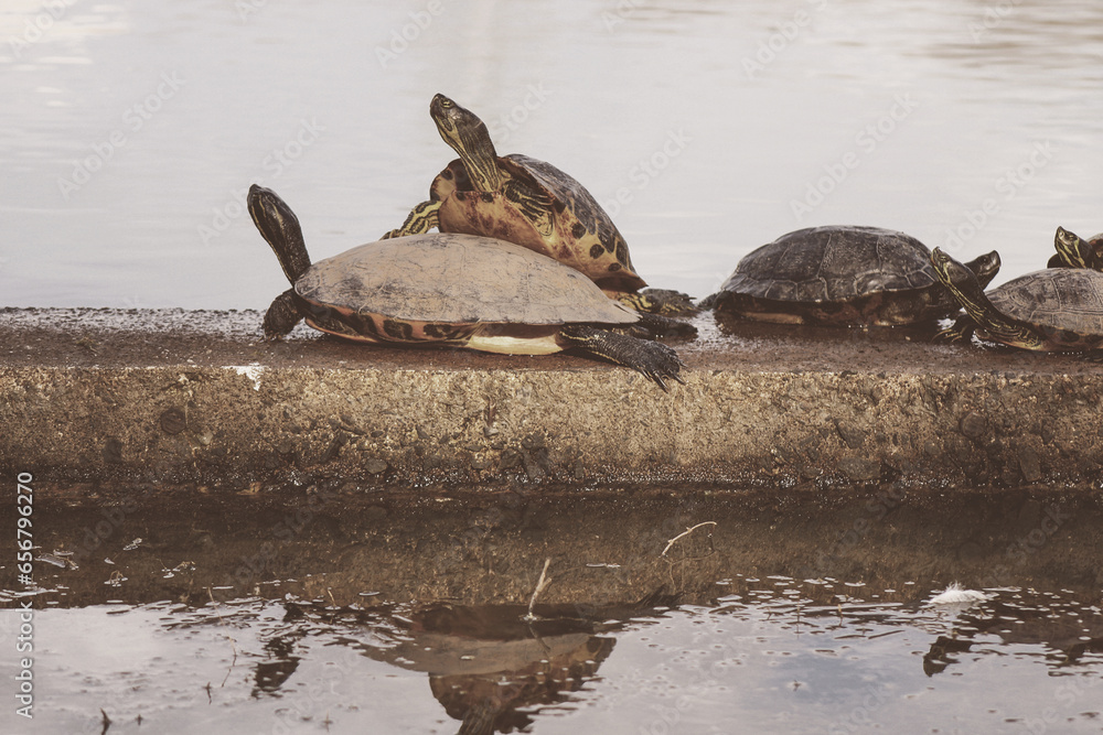 Turtles Posing on a Rock
