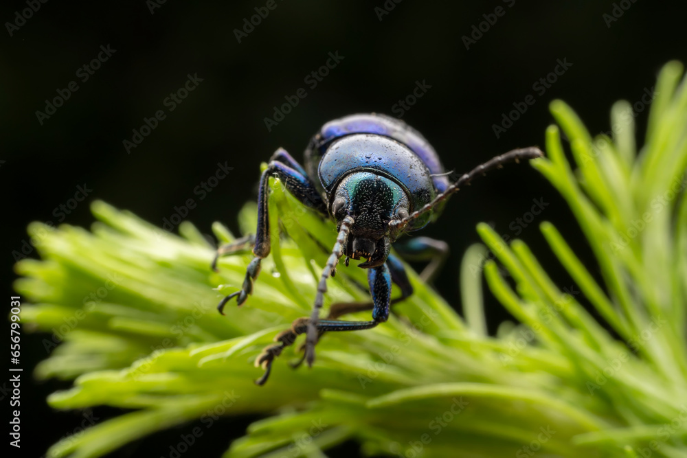 leaf beetle inhabiting on the leaves of wild plants leaf beetle inhabiting on the leaves of wild plants