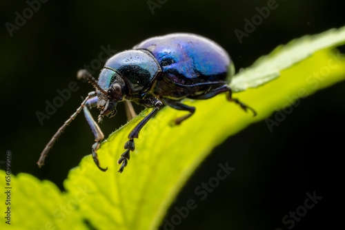 leaf beetle inhabiting on the leaves of wild plants © zhang yongxin