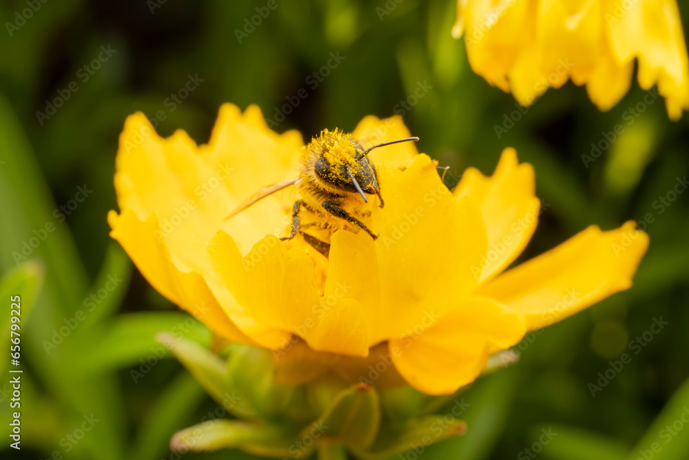 Bees collect nectar from chrysanthemum flowers Bees collect nectar from chrysanthemum flowers