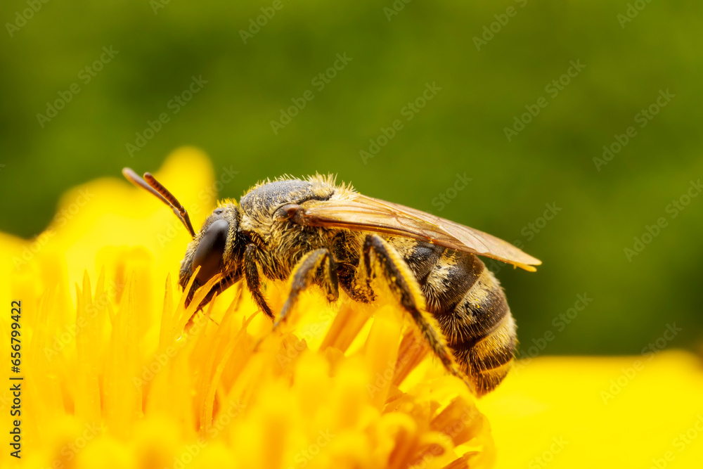Bees collect nectar from chrysanthemum flowers Bees collect nectar from chrysanthemum flowers