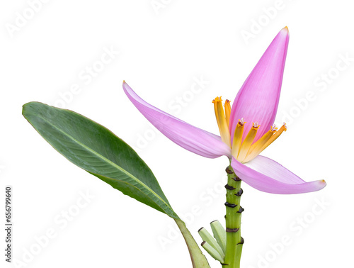 musa ornata flower isolated transparent background.Plant object clipping path.