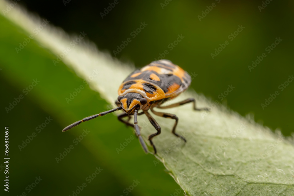 Eurydema dominulus Scopoli inhabit the leaves of wild plants Eurydema dominulus Scopoli inhabit the leaves of wild plants