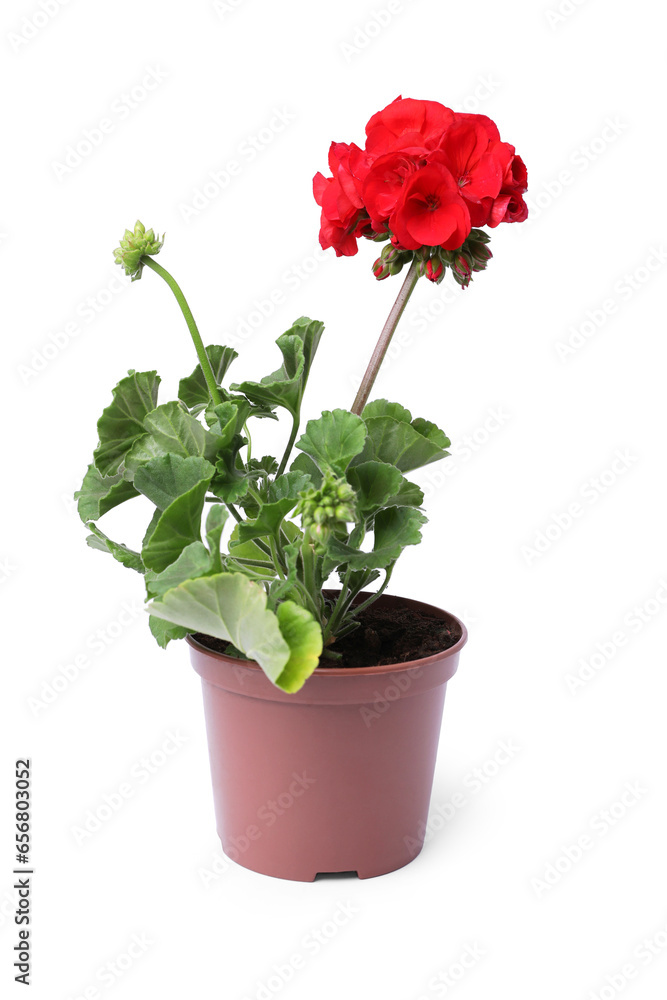 Obraz premium Beautiful blooming red geranium flower in pot isolated on white