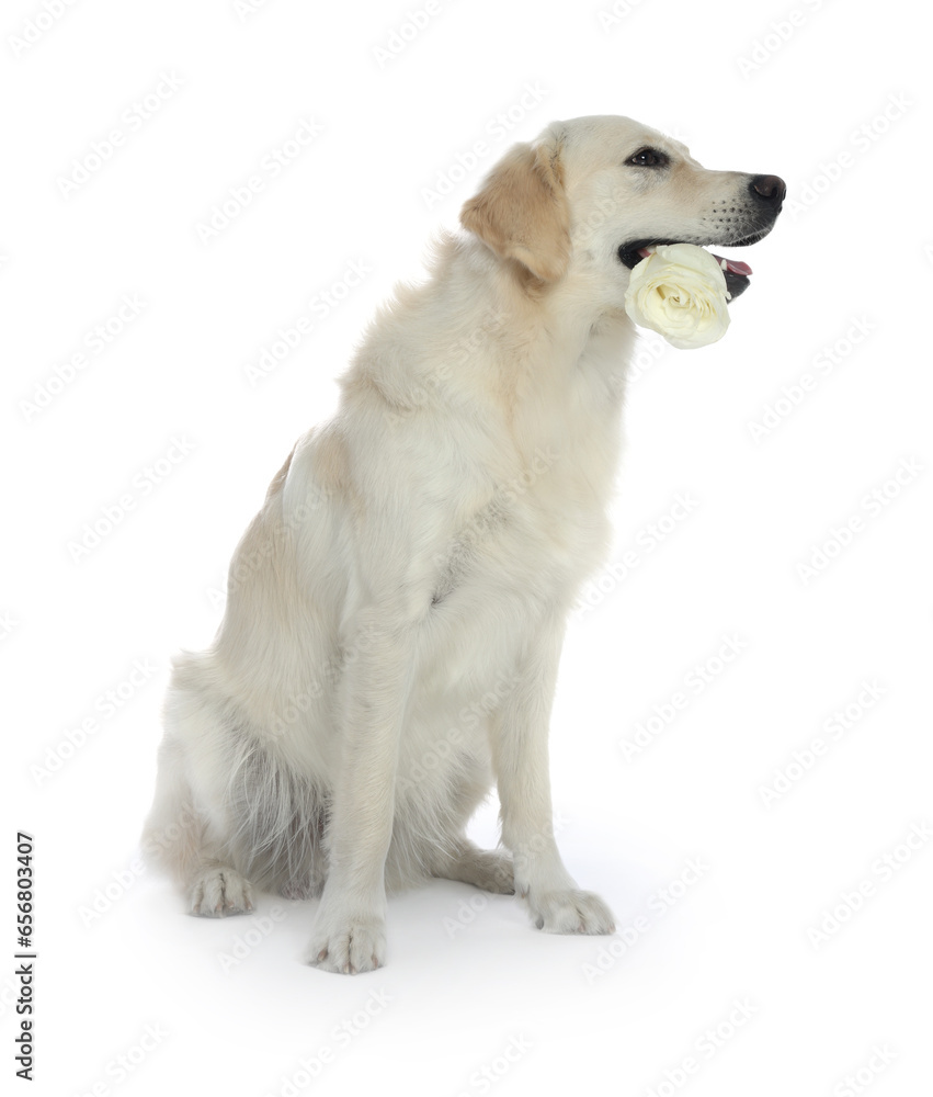 Cute Labrador Retriever with beautiful rose flower on white background Cute Labrador Retriever with beautiful rose flower on white background