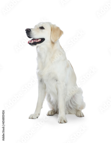 Cute Labrador Retriever on white background. Lovely pet