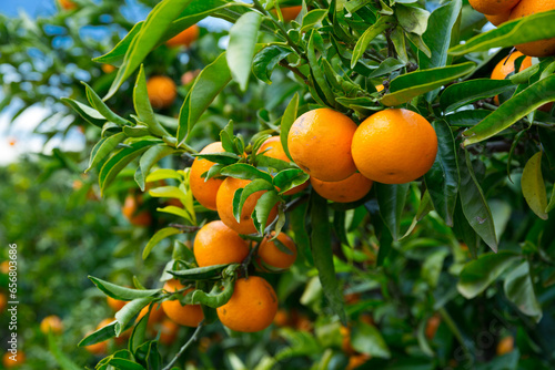 Closeup of ripe juicy mandarin oranges in greenery on tree branches ..
