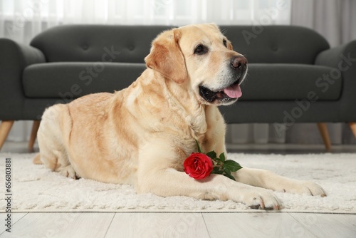 Cute Labrador Retriever with red rose flower on soft rug in room