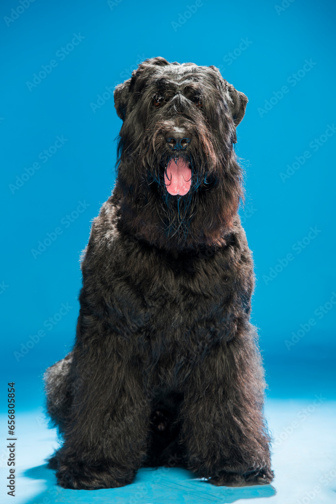 large black long-haired dog on a blue background
