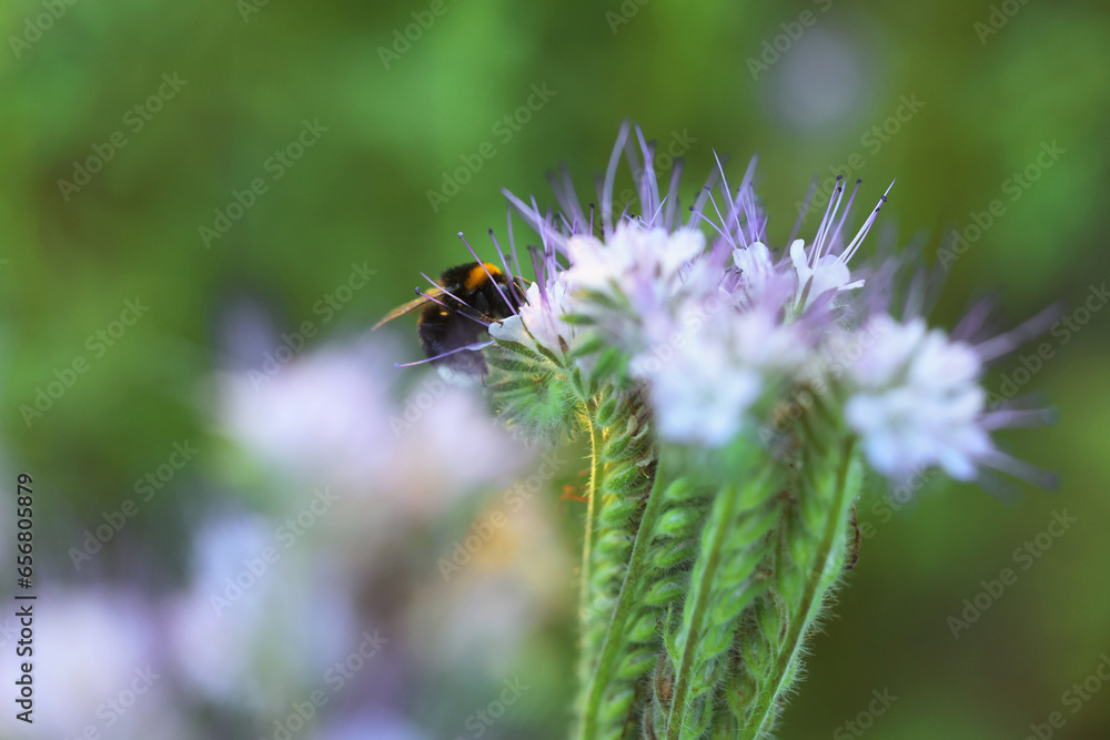 Bumblebee on beautiful blooming flower in meadow at summer, closeup Bumblebee on beautiful blooming flower in meadow at summer, closeup