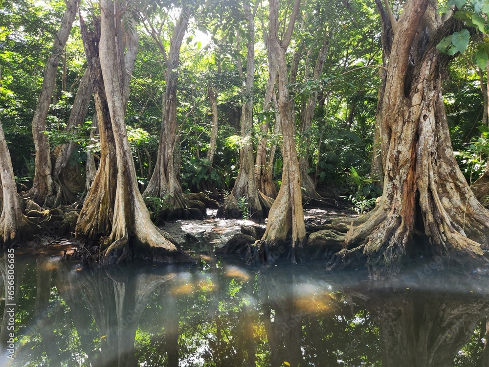 Fototapeta premium river in the woods
