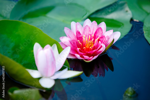 pink lotus flower blue pond