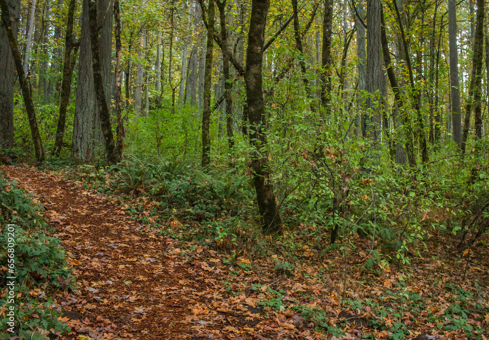 Forest Trail Forest Trail