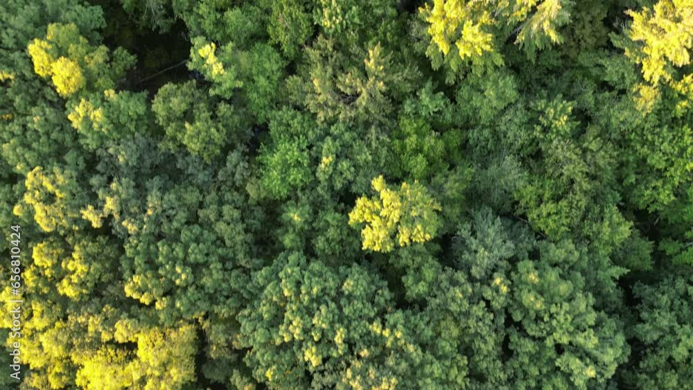 flying over treetops in dense forest (looking down at conifer and deciduous trees) 4k nature drone shot, birds eye view landscape flying over treetops in dense forest (looking down at conifer and deciduous trees) 4k nature drone shot, birds eye view landscape