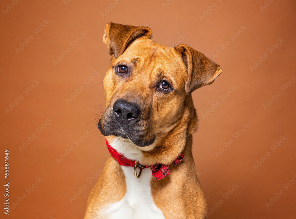 cute dog on an isolated background cute dog on an isolated background