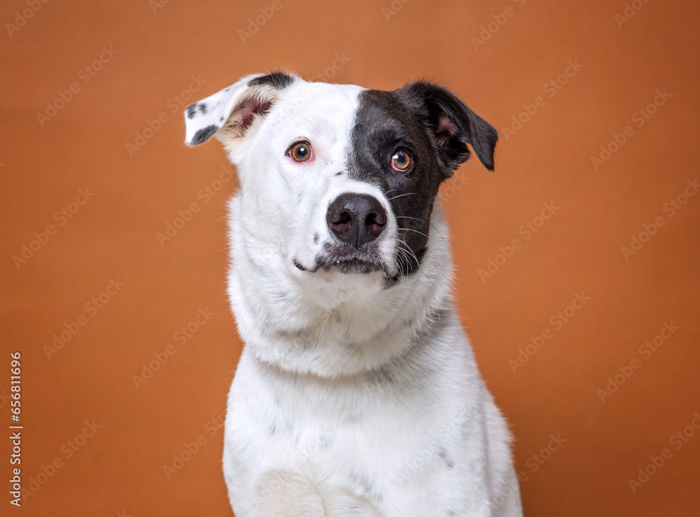 cute dog on an isolated background cute dog on an isolated background