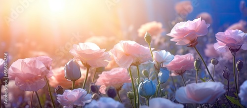 Eustoma flowers bloom with roses in a dreamy garden enchanting and magical © 2rogan