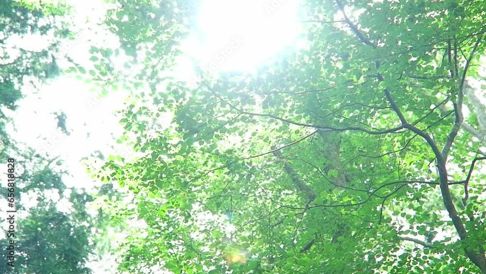 sun rays in the forest