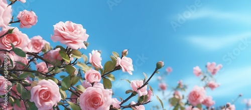 Blossoming branch of pink camellia on blue sky background