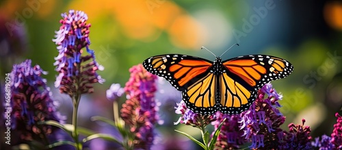 Fotografia Summer monarch butterfly enjoying nectar from wildflowers in a garden