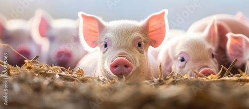 Fotografie, Obraz Pigs with smiling eyes are being raised for food on a farm or in a stable and ul