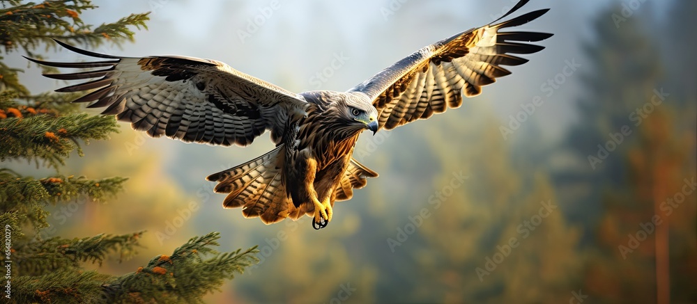 Fototapeta premium Fall wildlife scene in the forest Buzzard landing on spruce tree branch