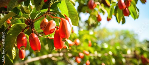 Ripe cashew fruit growing on farm trees