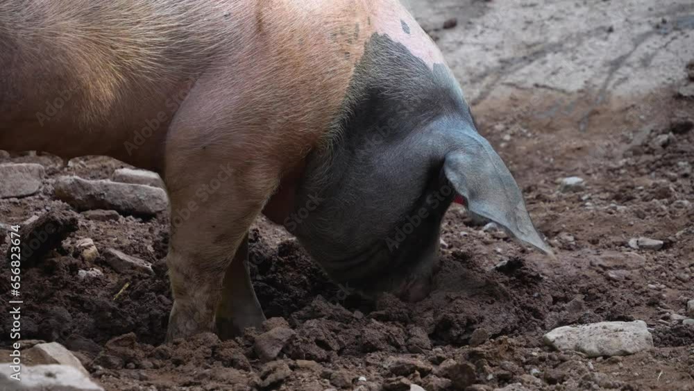 Domestic pig moving around mud and digging Domestic pig moving around mud and digging