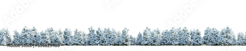 isolated winter conifer tree, best use for skyline background.