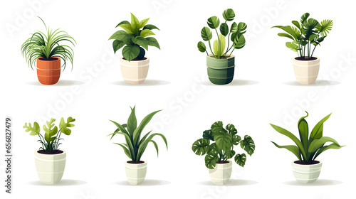 illustration potted plants for the interior on white background.