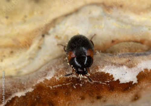 Round fungus beetle, Anisotoma humeralis feeding on polypore photo