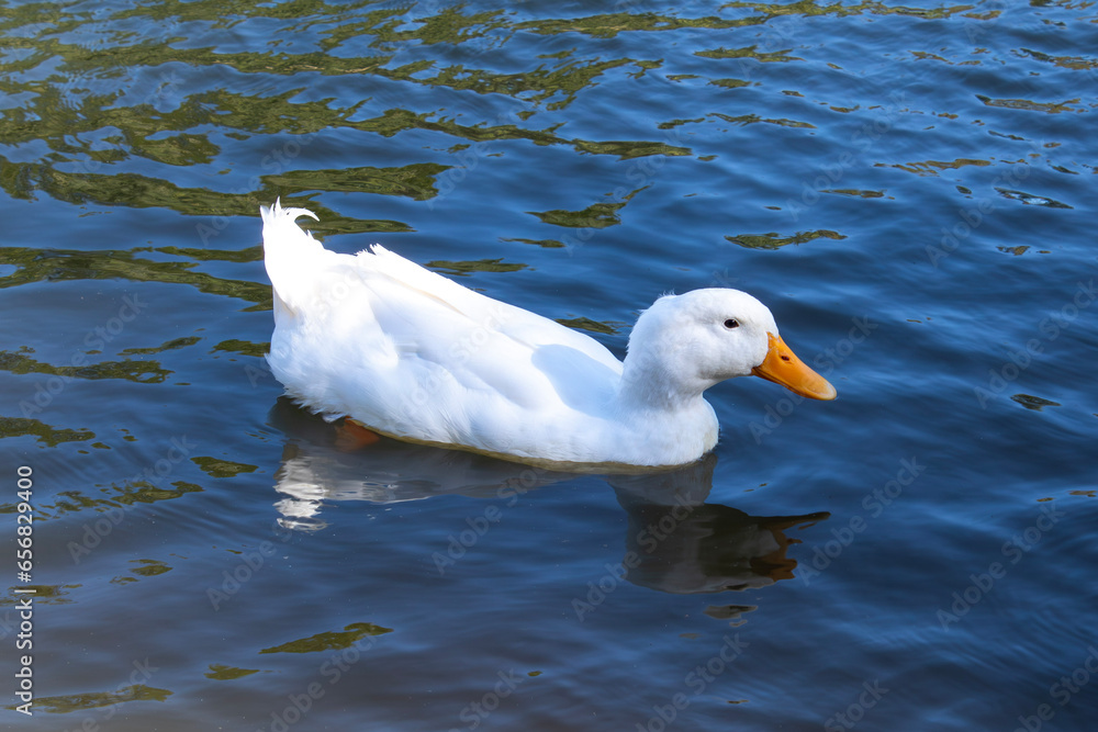 white duck in the water white duck in the water