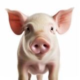 pig face shot isolated on white background cutout, Generative AI 