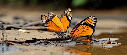 Tropical orange butterflies with stunning wings spotted puddling in the Amazon River Basin in Colombia South America photo