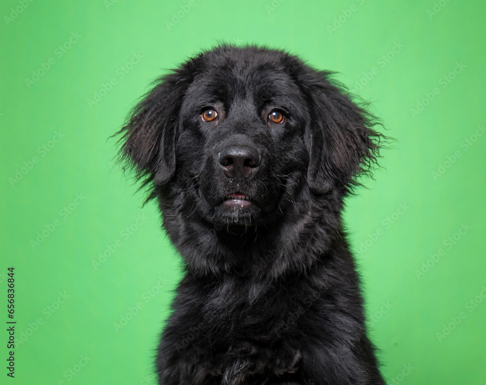 cute dog on an isolated background cute dog on an isolated background