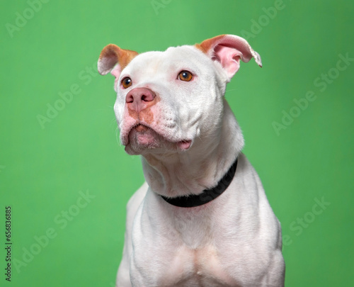 cute dog on an isolated background