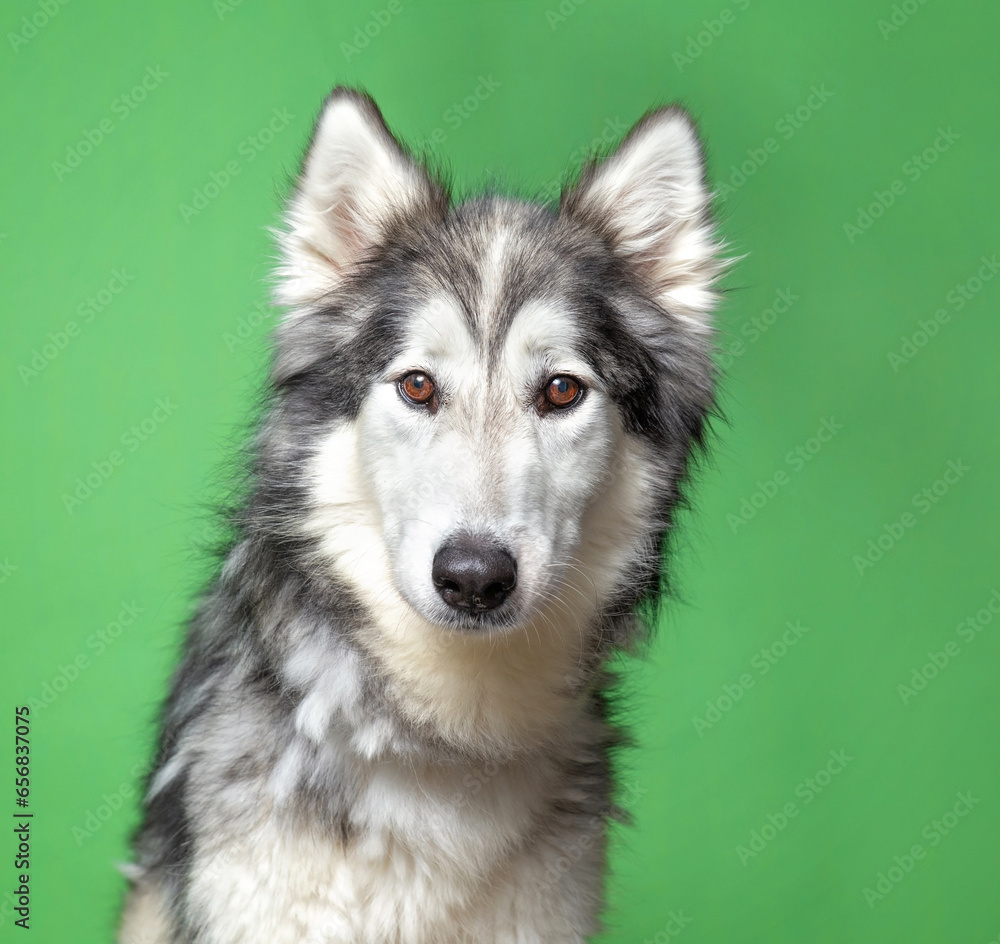 Obraz premium cute dog on an isolated background