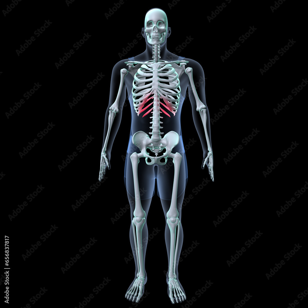 Human skeleton anatomy for medical concept 3D rendering
Human skeleton anatomy for medical concept 3D rendering