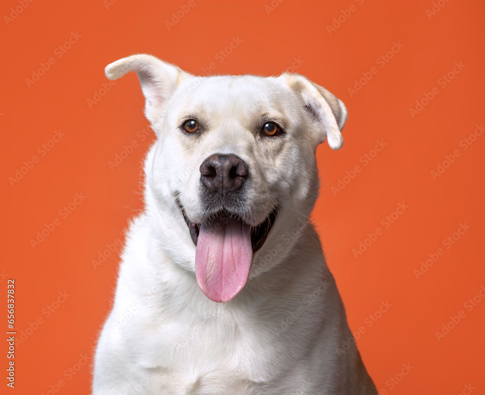 cute dog on an isolated background cute dog on an isolated background