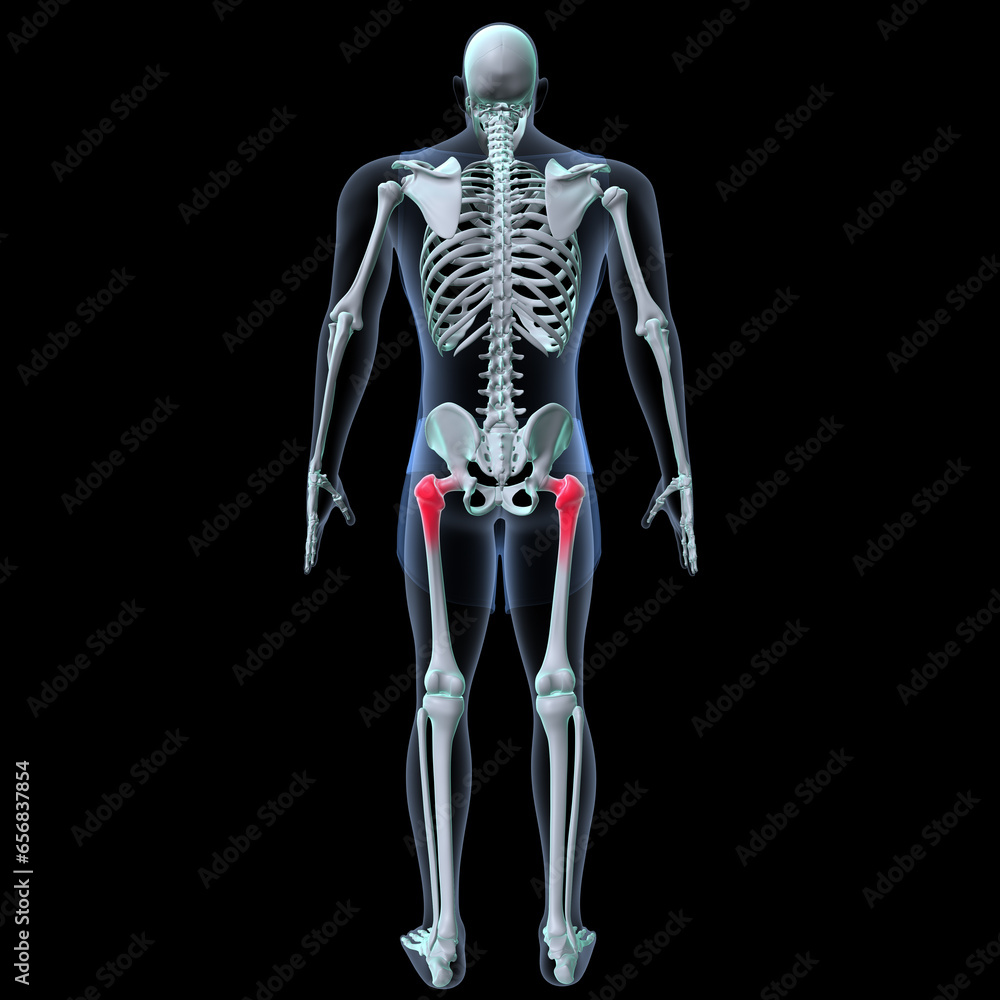 Human skeleton anatomy for medical concept 3D rendering
