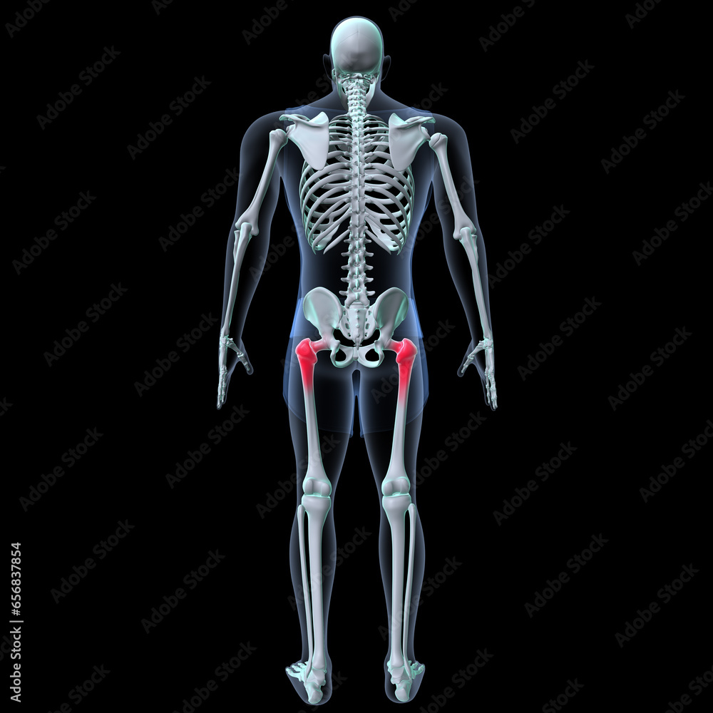 Human skeleton anatomy for medical concept 3D rendering
Human skeleton anatomy for medical concept 3D rendering