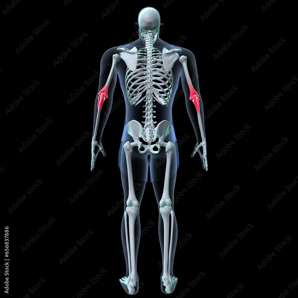 Human skeleton anatomy for medical concept 3D rendering
Human skeleton anatomy for medical concept 3D rendering
