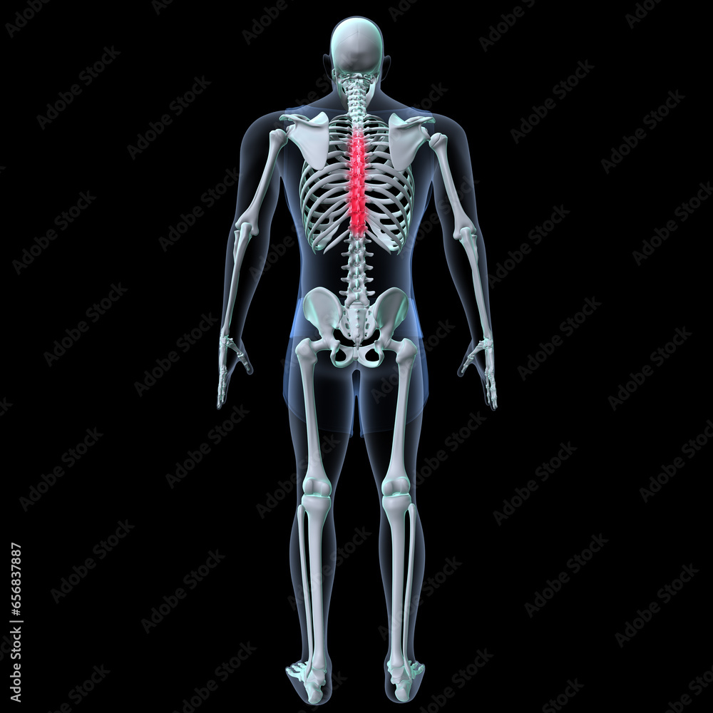 Human skeleton anatomy for medical concept 3D rendering
Human skeleton anatomy for medical concept 3D rendering